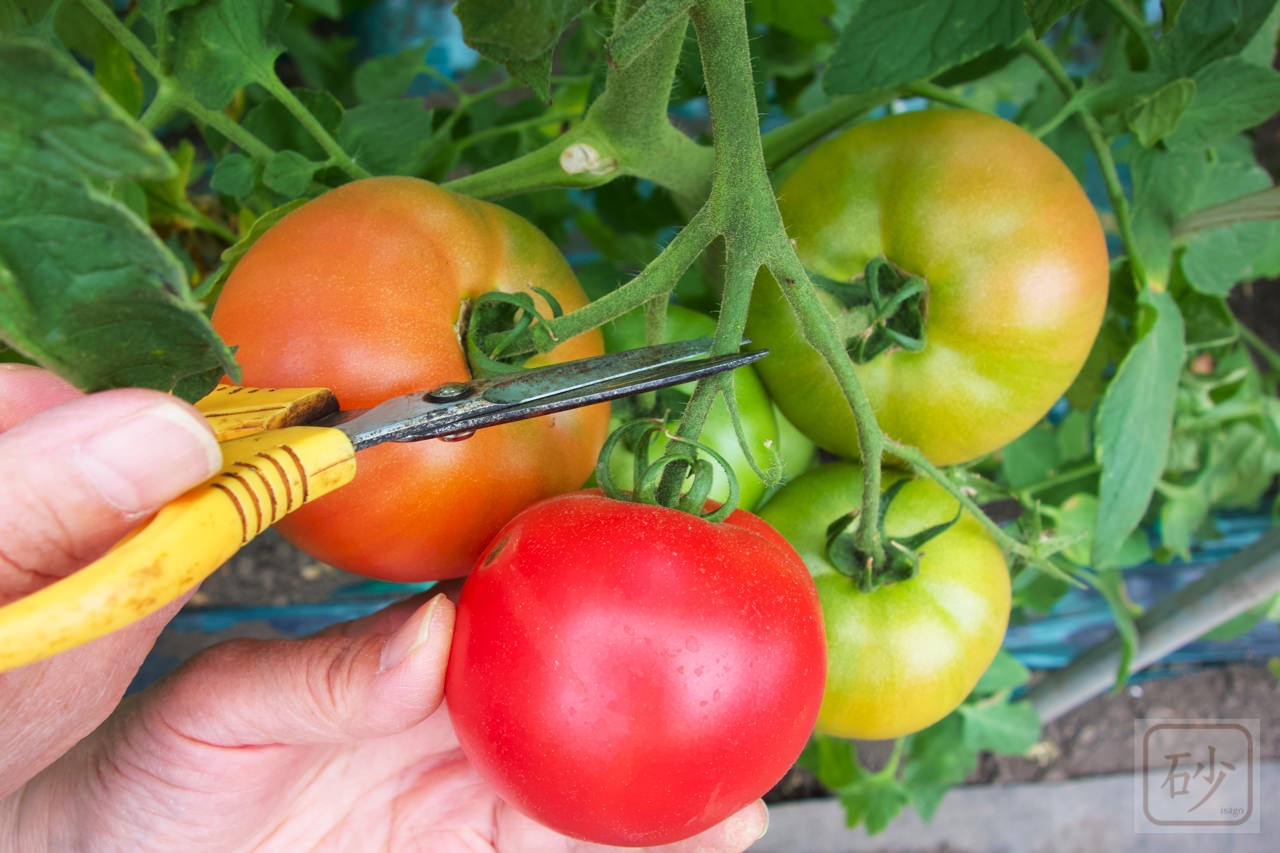 谷口農場 トマトもぎとり園でトマトをもぎまくる【旭川市 】
