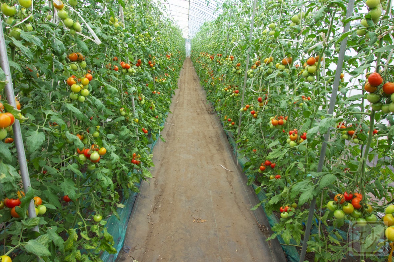 トマトもぎとり園