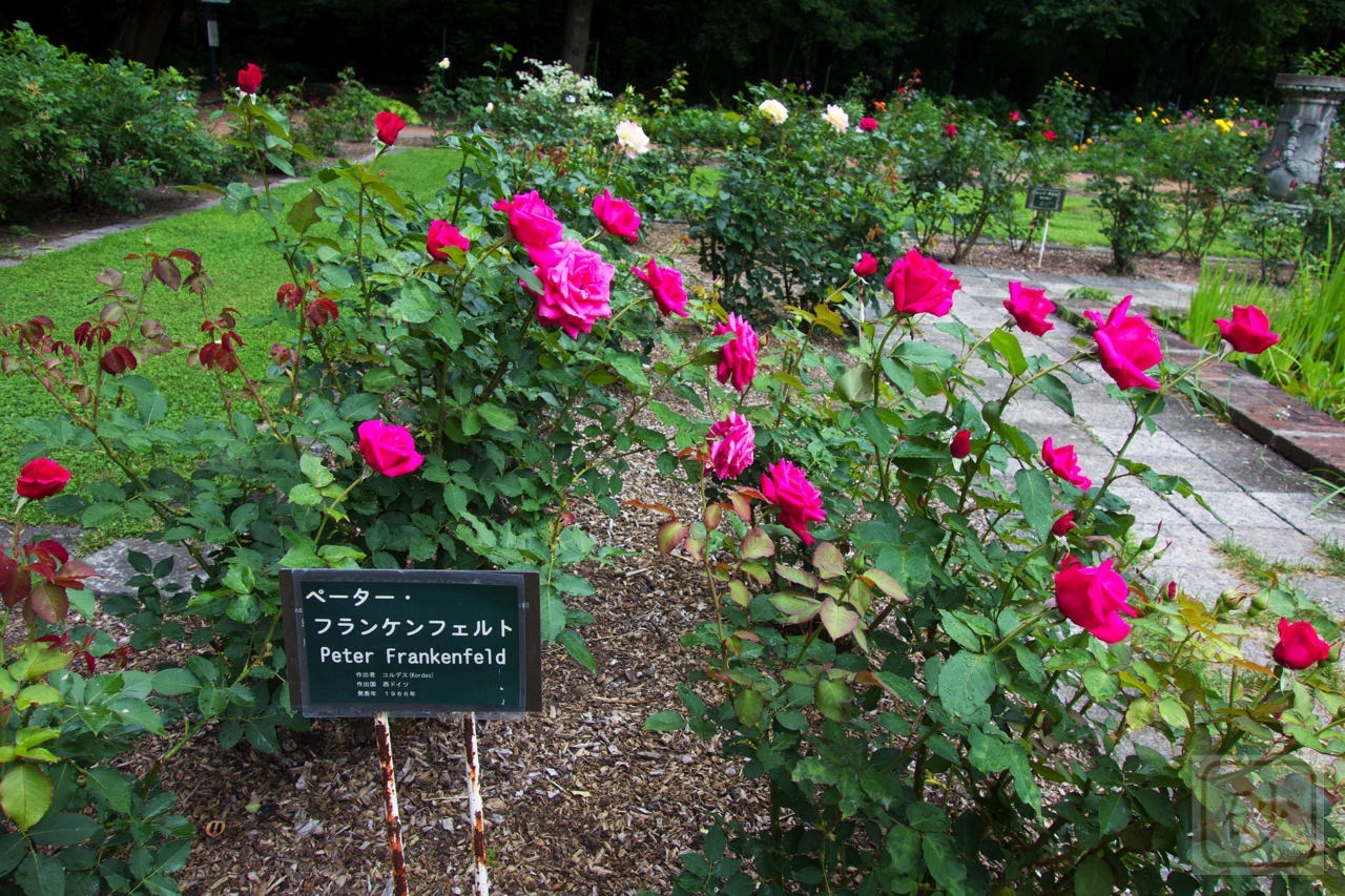 北大植物園のバラ