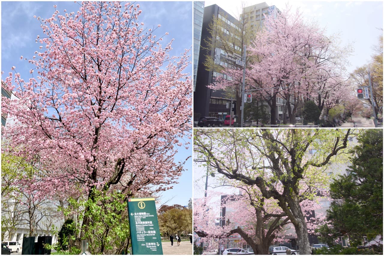 大通公園桜