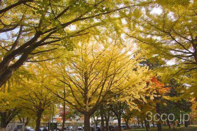 画像 イチョウ並木