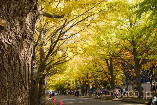 画像 イチョウ並木