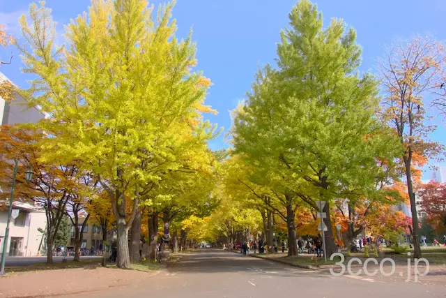 画像 北大イチョウ並木
