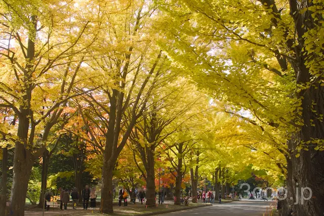 画像 イチョウ並木