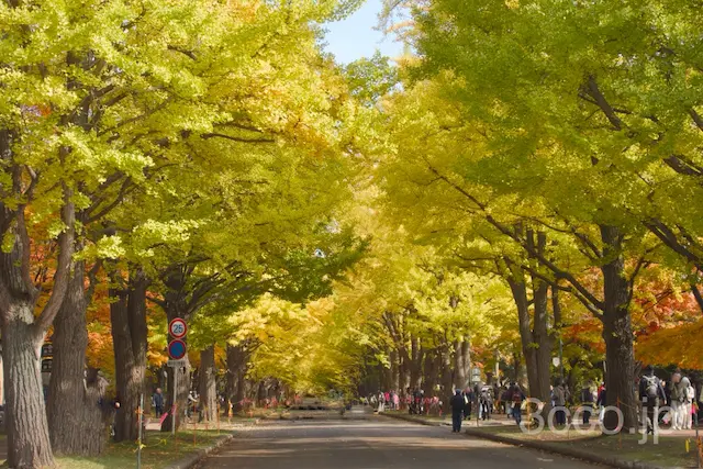 画像 イチョウ並木