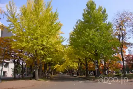 北大イチョウ並木2025