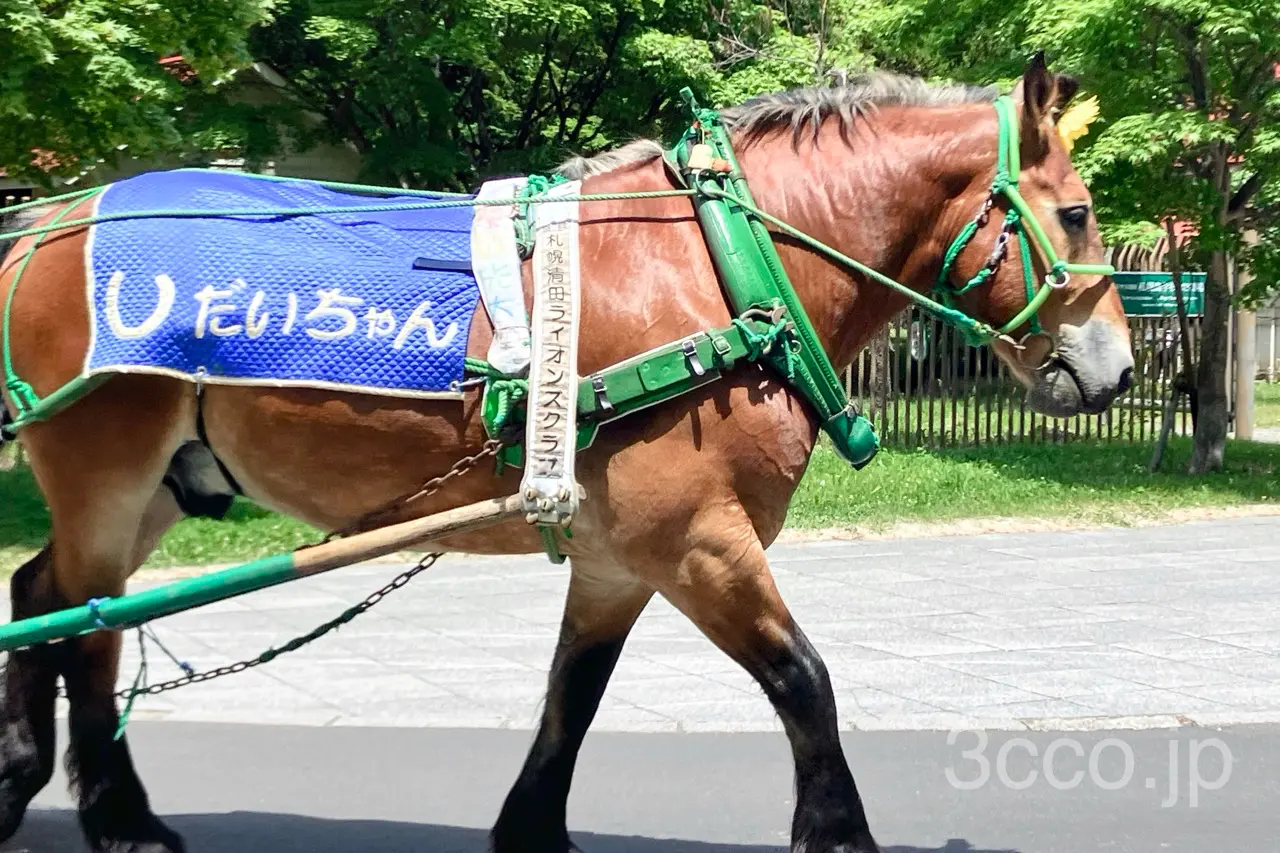 獣医学部　馬