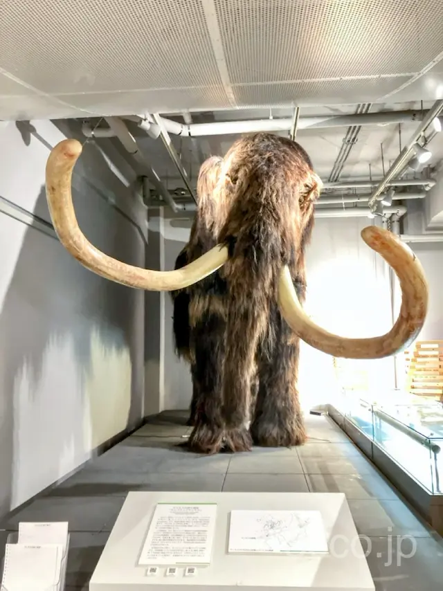 マンモスレプリカ