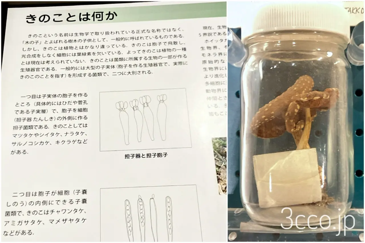 北大博物館きのこ