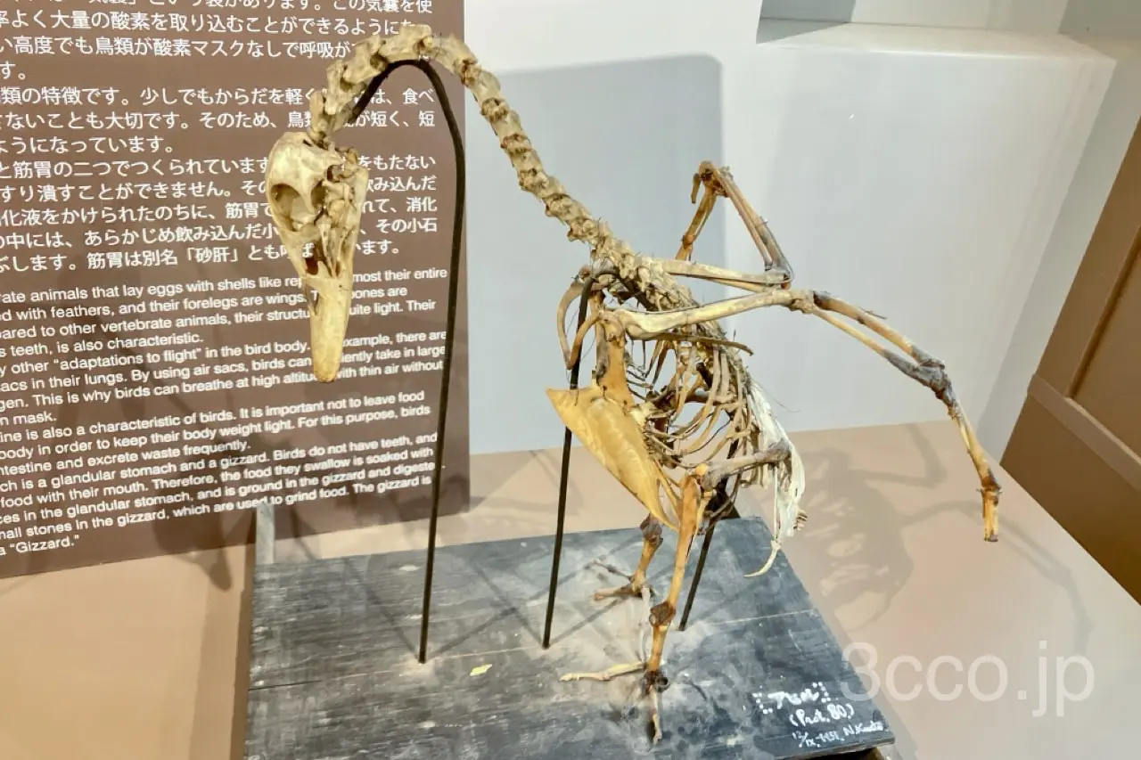 アヒルの骨