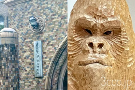 北大博物館のゴリラ